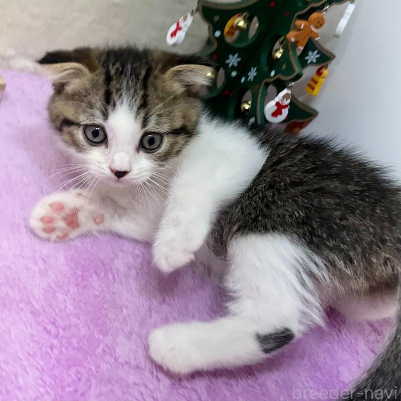 販売中の神奈川県のスコティッシュフォールド(折れ耳)-131685の8枚目