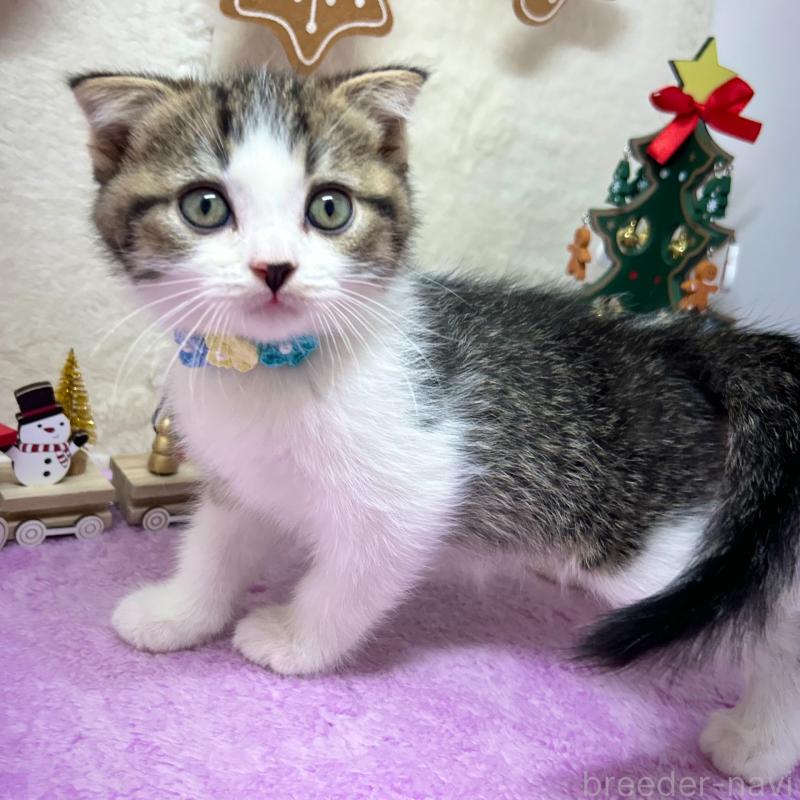 販売中の神奈川県のスコティッシュフォールド(折れ耳)-131685の5枚目