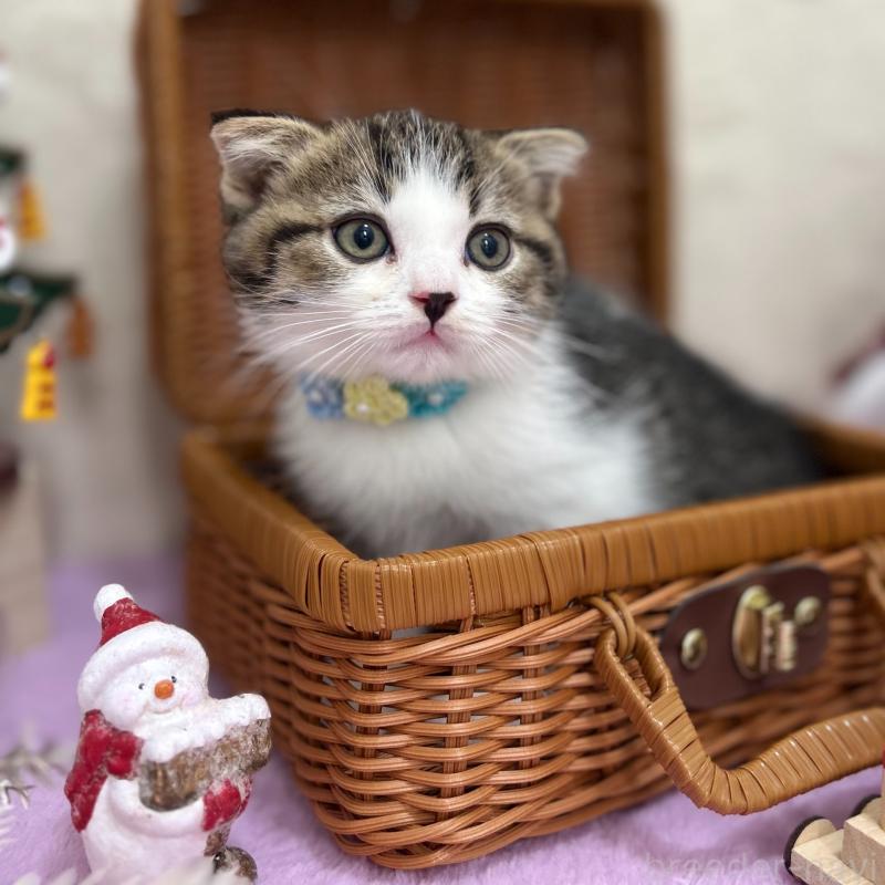 販売中の神奈川県のスコティッシュフォールド(折れ耳)-131685の4枚目