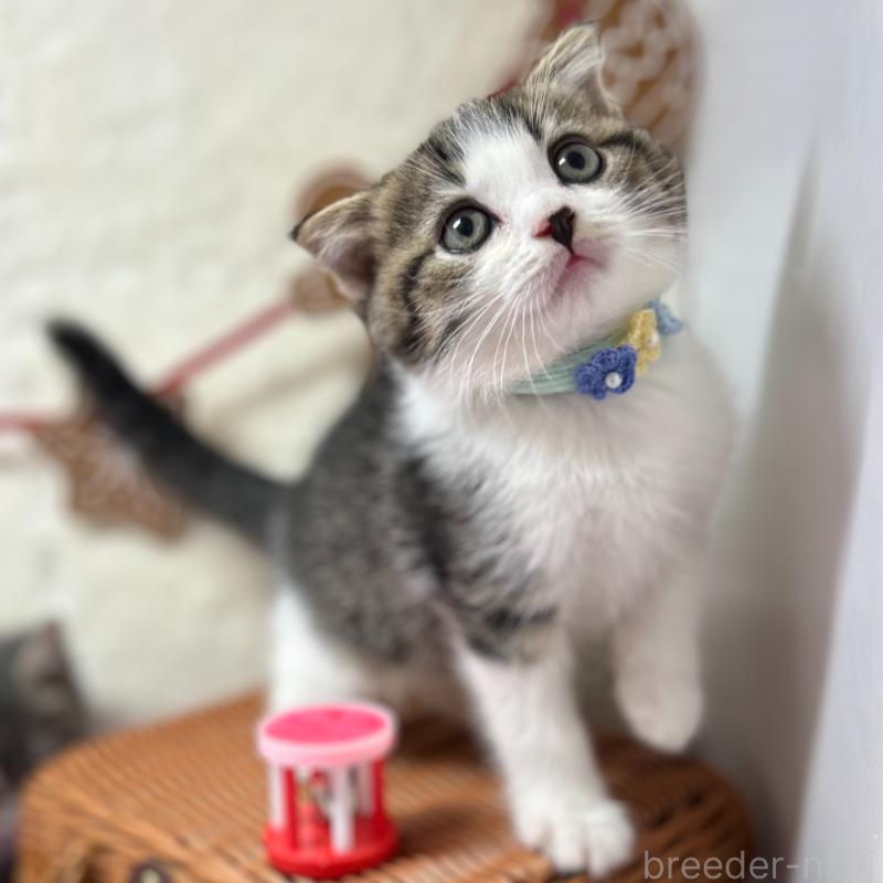 販売中の神奈川県のスコティッシュフォールド(折れ耳)-131685の3枚目