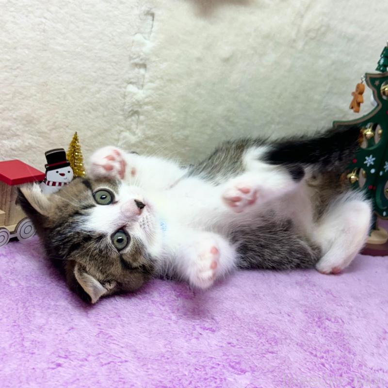 販売中の神奈川県のスコティッシュフォールド(折れ耳)-131685の2枚目