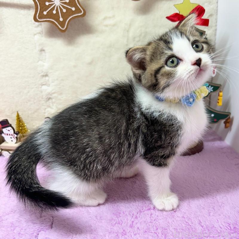 販売中の神奈川県のスコティッシュフォールド(折れ耳)-131685の1枚目