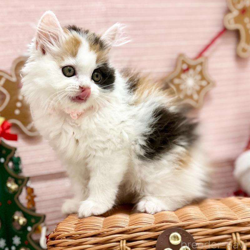 販売中の神奈川県のスコティッシュフォールド-131686の10枚目