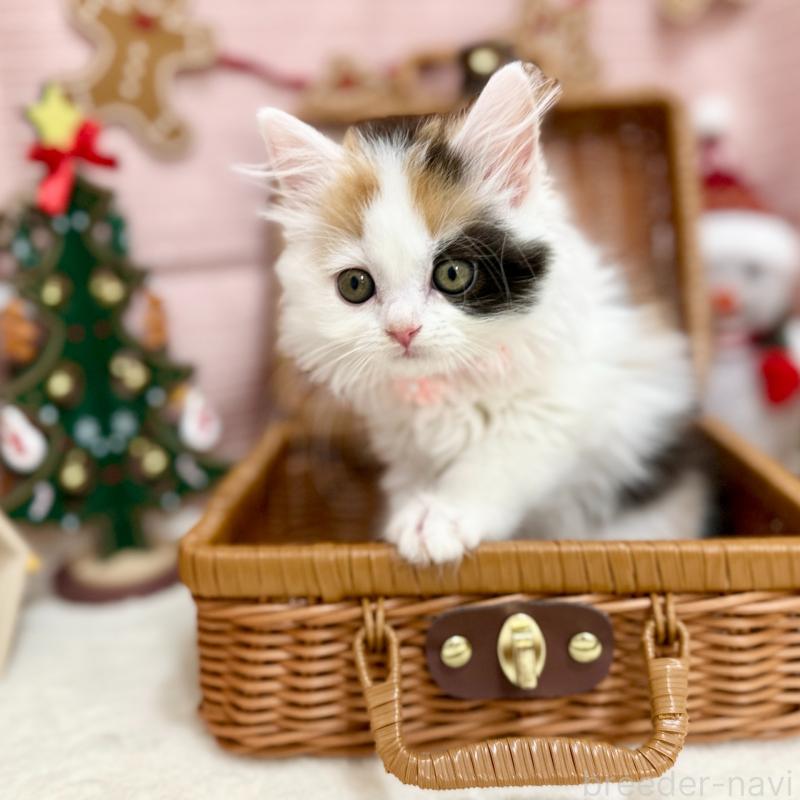 販売中の神奈川県のスコティッシュフォールド-131686の8枚目