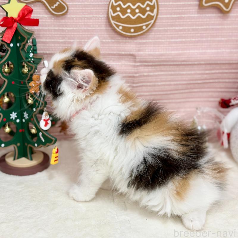 販売中の神奈川県のスコティッシュフォールド-131686の6枚目