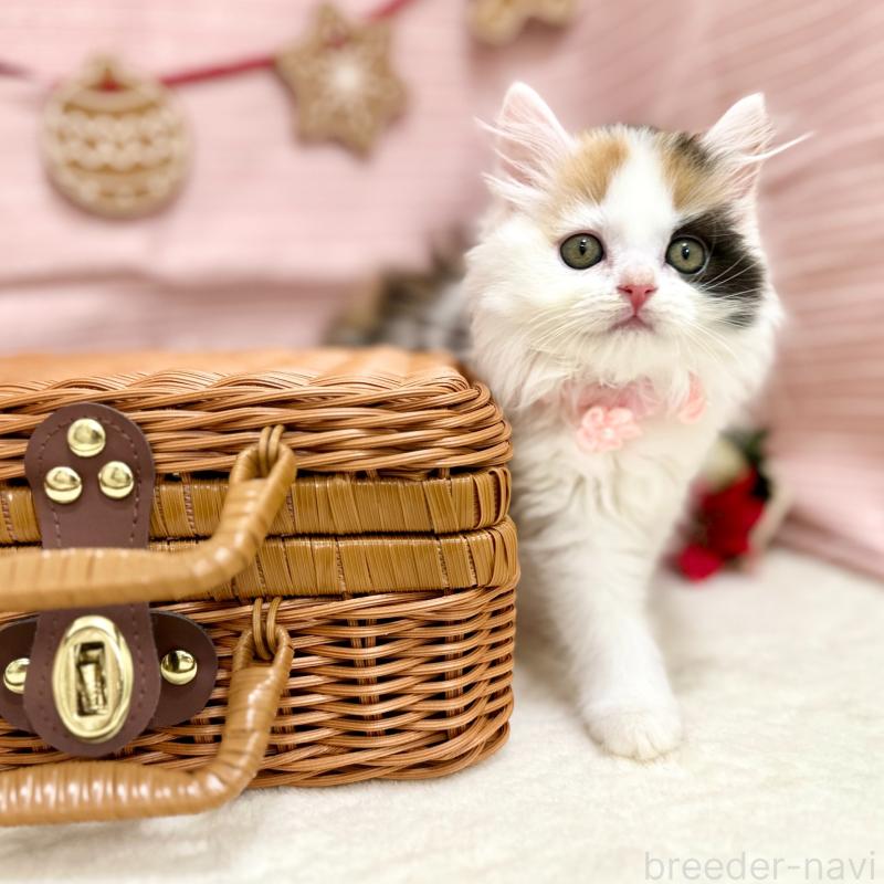 販売中の神奈川県のスコティッシュフォールド-131686の5枚目