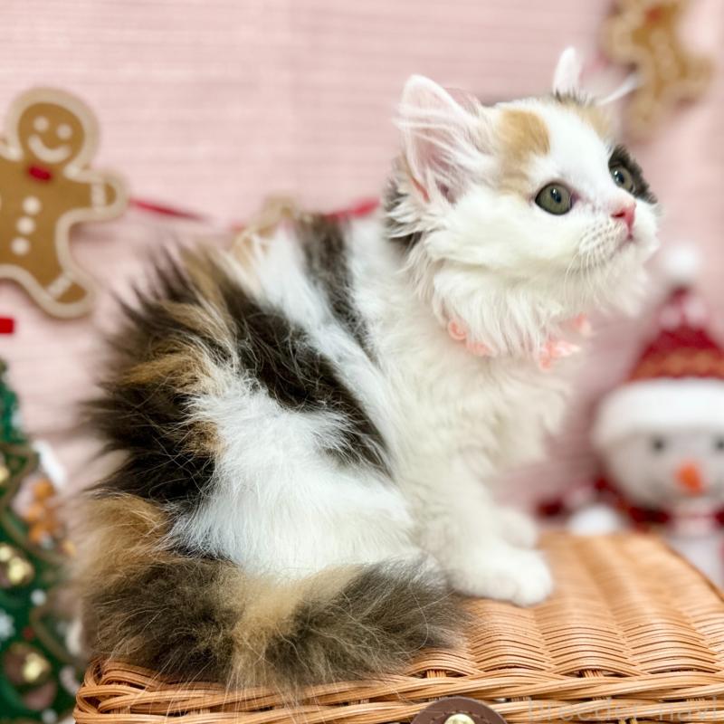 販売中の神奈川県のスコティッシュフォールド-131686の3枚目