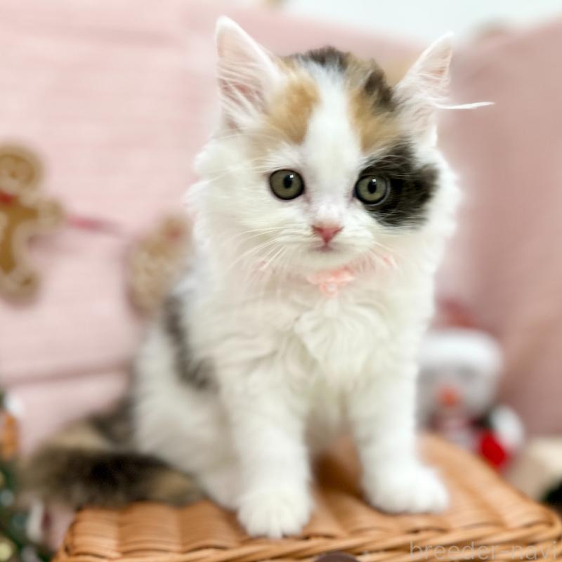 販売中の神奈川県のスコティッシュフォールド-131686の2枚目