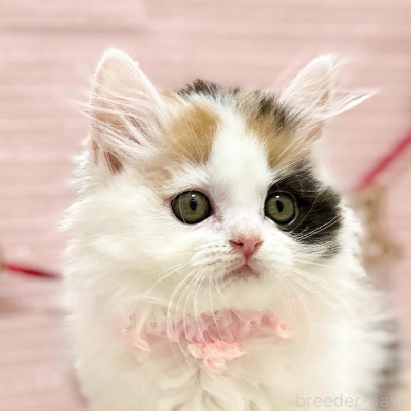 販売中の神奈川県のスコティッシュフォールド-131686