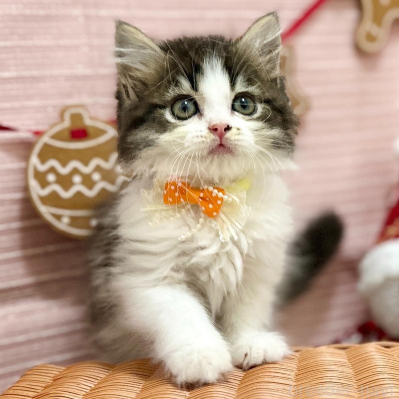 販売中の神奈川県のスコティッシュフォールド-131687の10枚目