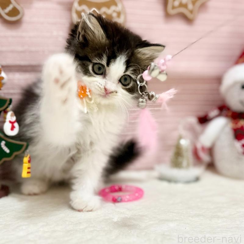 販売中の神奈川県のスコティッシュフォールド-131687の9枚目