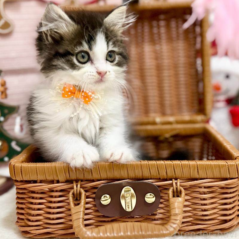 販売中の神奈川県のスコティッシュフォールド-131687の8枚目