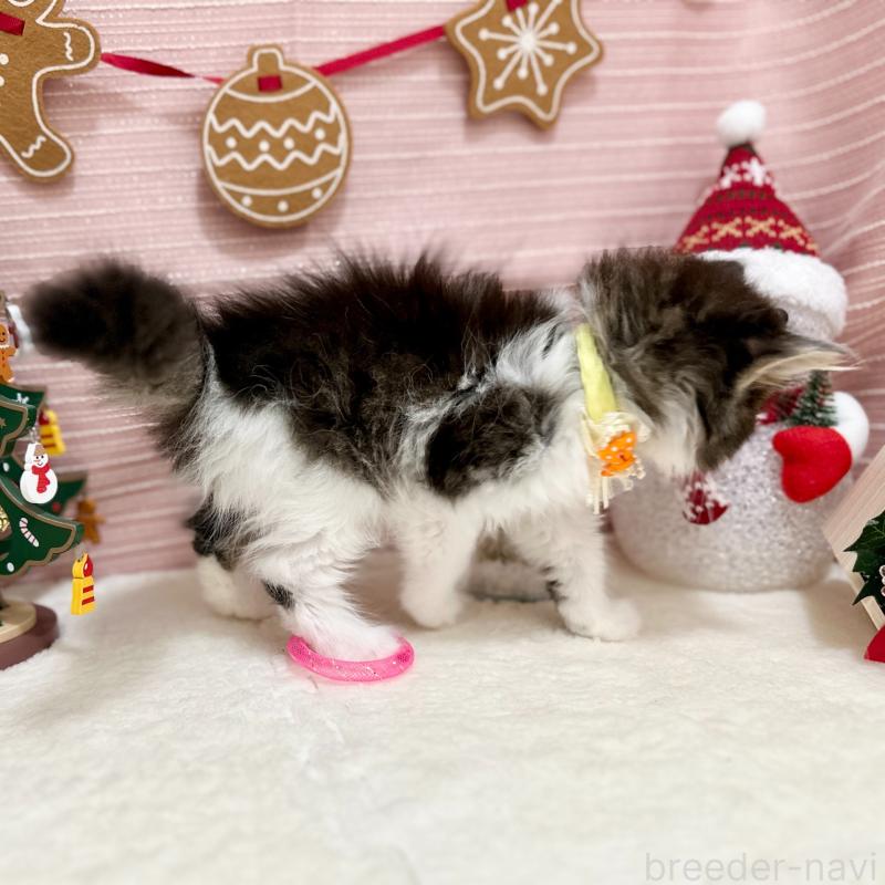 販売中の神奈川県のスコティッシュフォールド-131687の7枚目