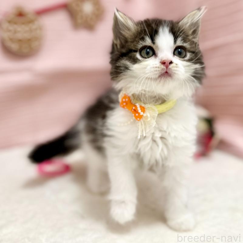 販売中の神奈川県のスコティッシュフォールド-131687の6枚目