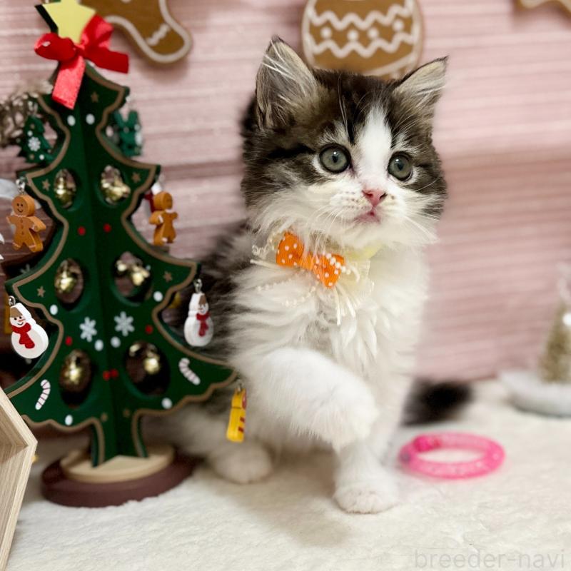 販売中の神奈川県のスコティッシュフォールド-131687の5枚目