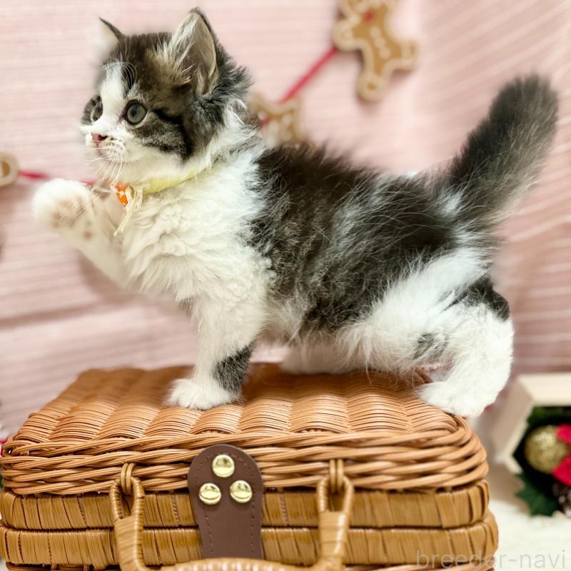 販売中の神奈川県のスコティッシュフォールド-131687の4枚目