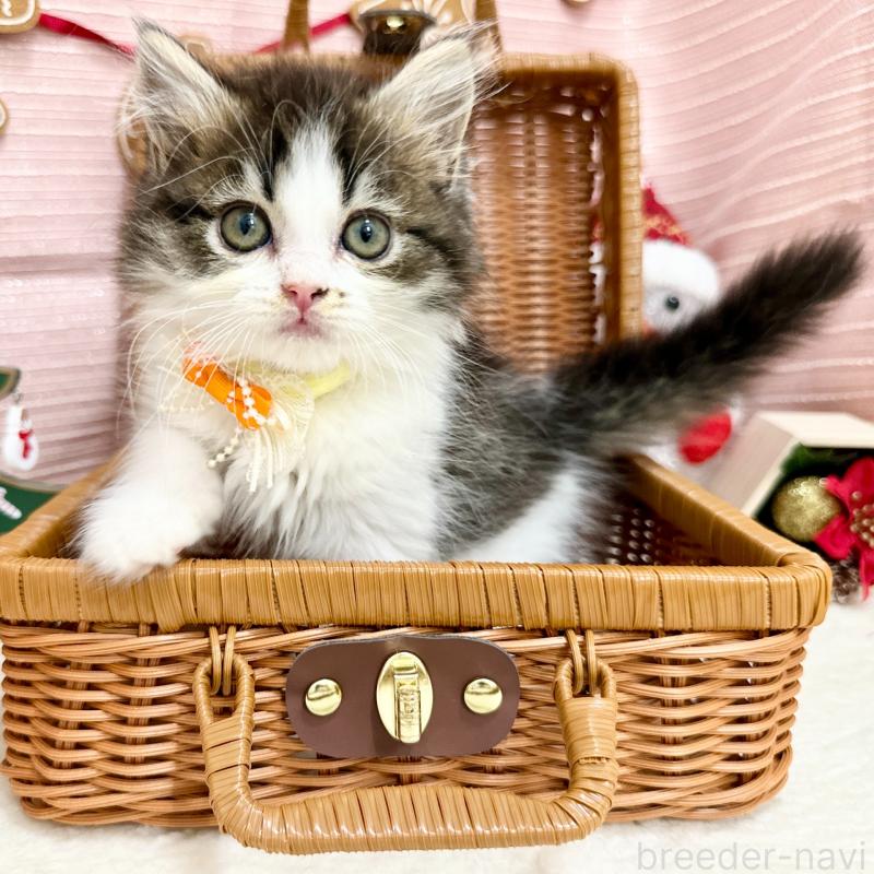 販売中の神奈川県のスコティッシュフォールド-131687の3枚目