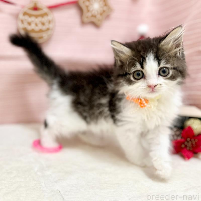 販売中の神奈川県のスコティッシュフォールド-131687の2枚目