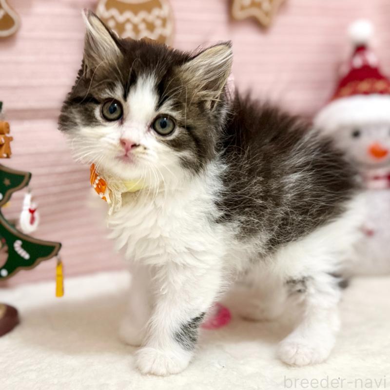 販売中の神奈川県のスコティッシュフォールド-131687