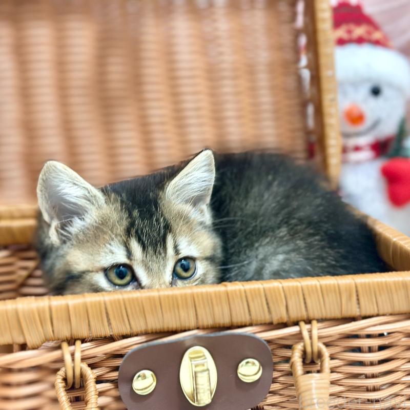 販売中の神奈川県のスコティッシュフォールド-131688の10枚目