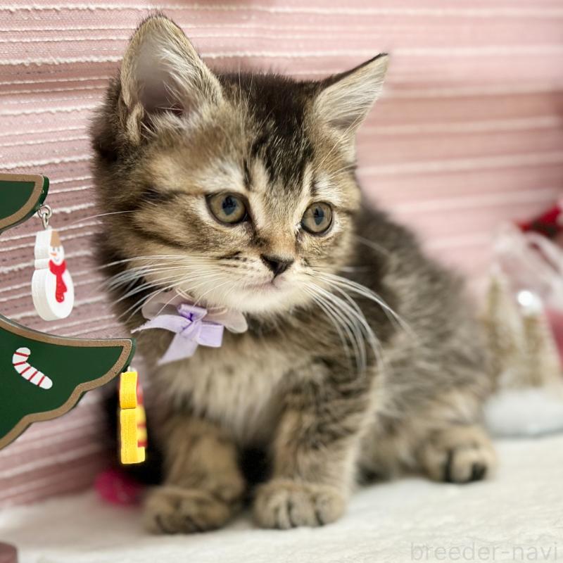 販売中の神奈川県のスコティッシュフォールド-131688の9枚目