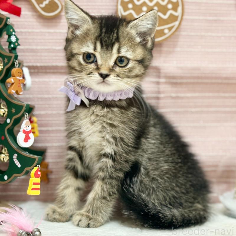 販売中の神奈川県のスコティッシュフォールド-131688の8枚目