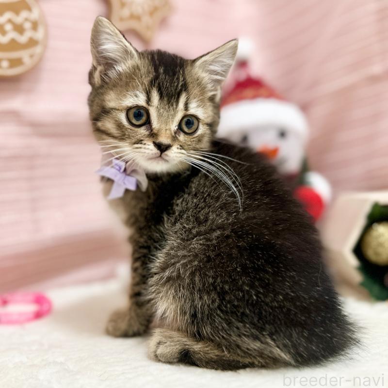 販売中の神奈川県のスコティッシュフォールド-131688の7枚目