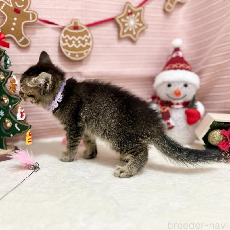 販売中の神奈川県のスコティッシュフォールド-131688の6枚目