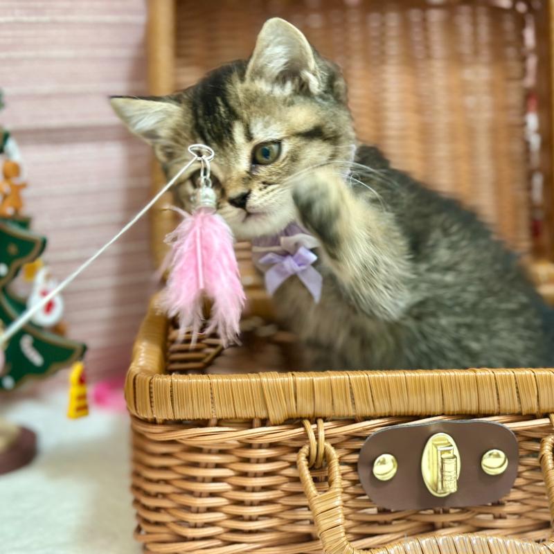 販売中の神奈川県のスコティッシュフォールド-131688の5枚目