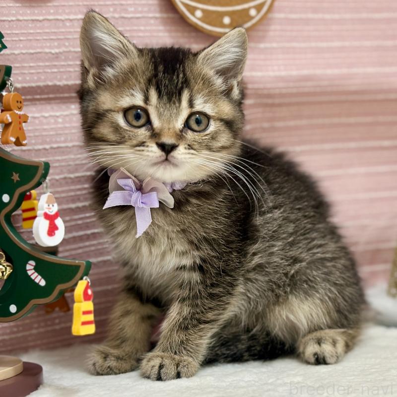 販売中の神奈川県のスコティッシュフォールド-131688の4枚目