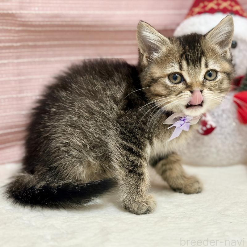 販売中の神奈川県のスコティッシュフォールド-131688の3枚目