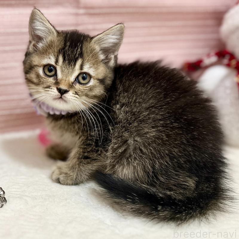 販売中の神奈川県のスコティッシュフォールド-131688の2枚目