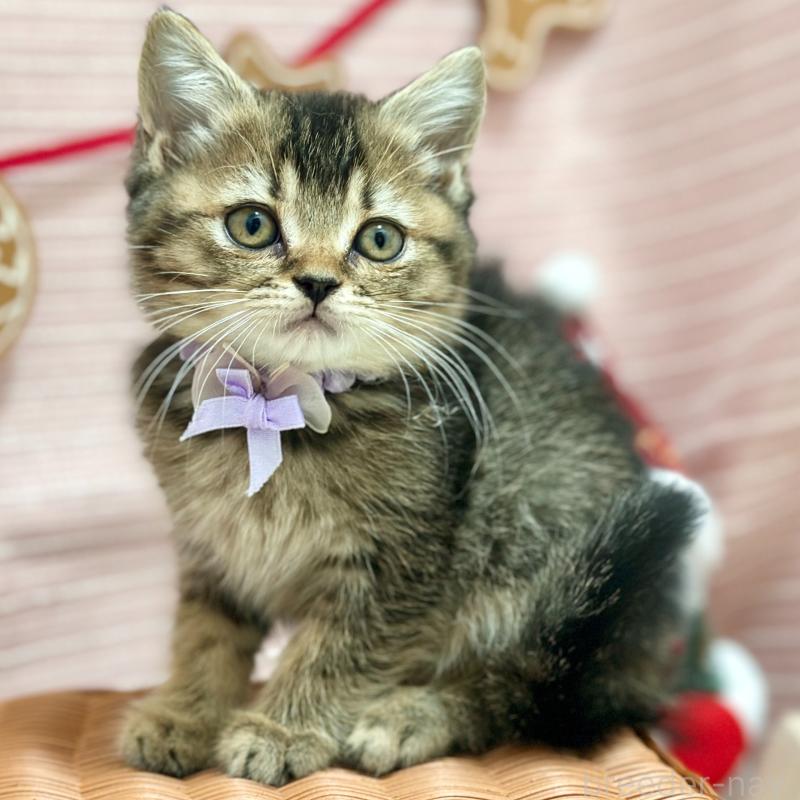 販売中の神奈川県のスコティッシュフォールド-131688