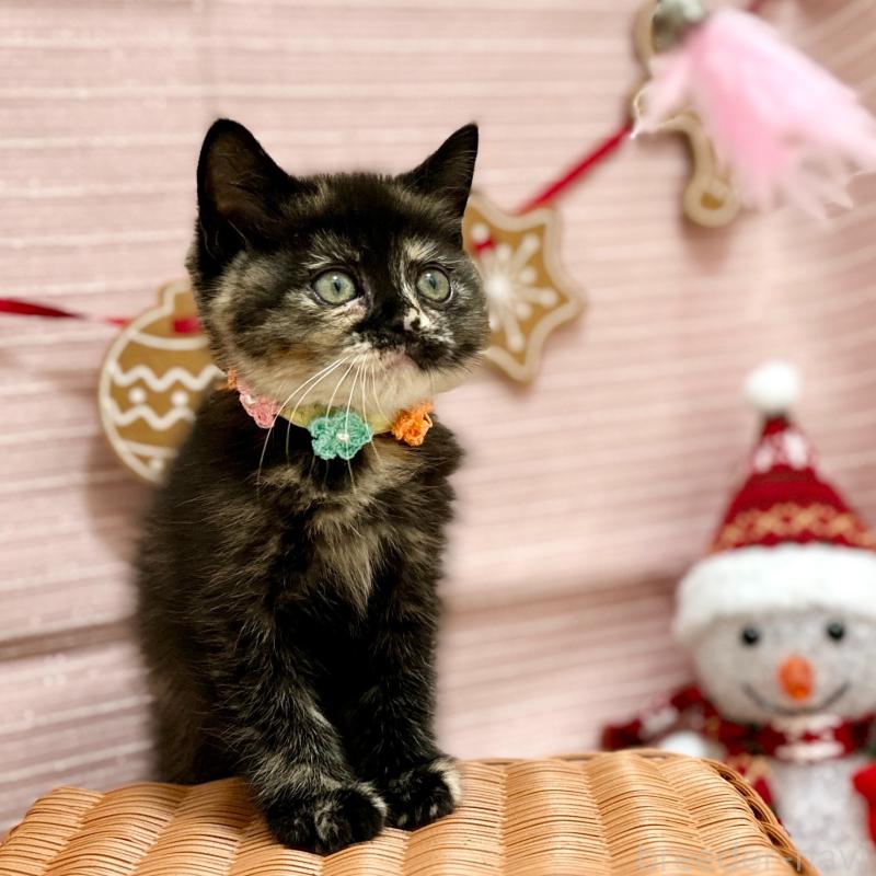 販売中の神奈川県のスコティッシュフォールド-131689の10枚目