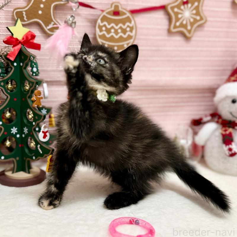 販売中の神奈川県のスコティッシュフォールド-131689の9枚目