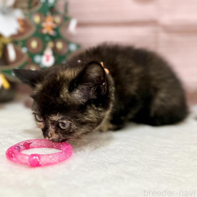 販売中の神奈川県のスコティッシュフォールド-131689の8枚目