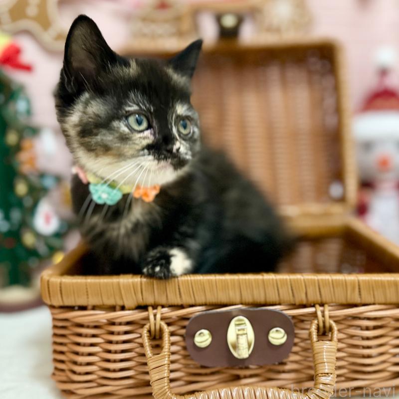 販売中の神奈川県のスコティッシュフォールド-131689の7枚目