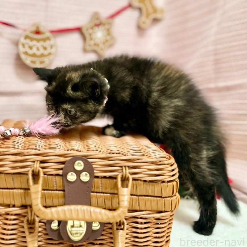 販売中の神奈川県のスコティッシュフォールド-131689の6枚目