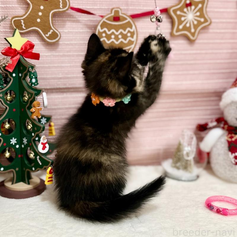 販売中の神奈川県のスコティッシュフォールド-131689の5枚目