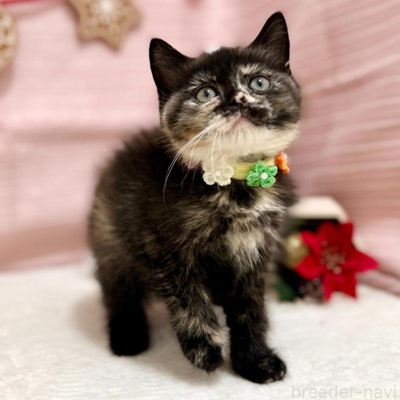 販売中の神奈川県のスコティッシュフォールド-131689の4枚目