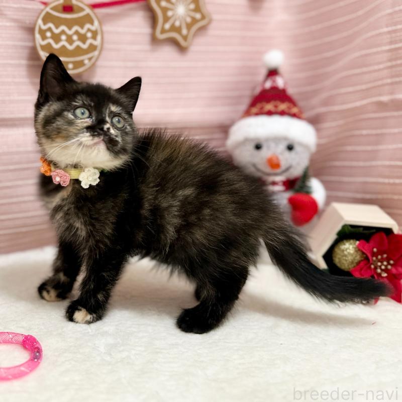 販売中の神奈川県のスコティッシュフォールド-131689の3枚目