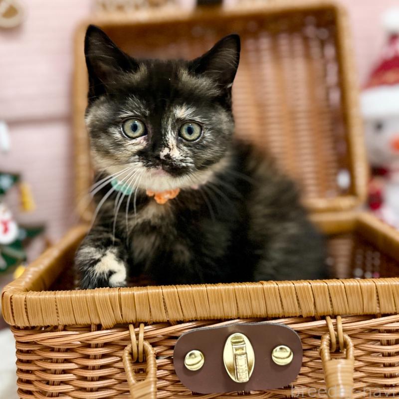 販売中の神奈川県のスコティッシュフォールド-131689の2枚目