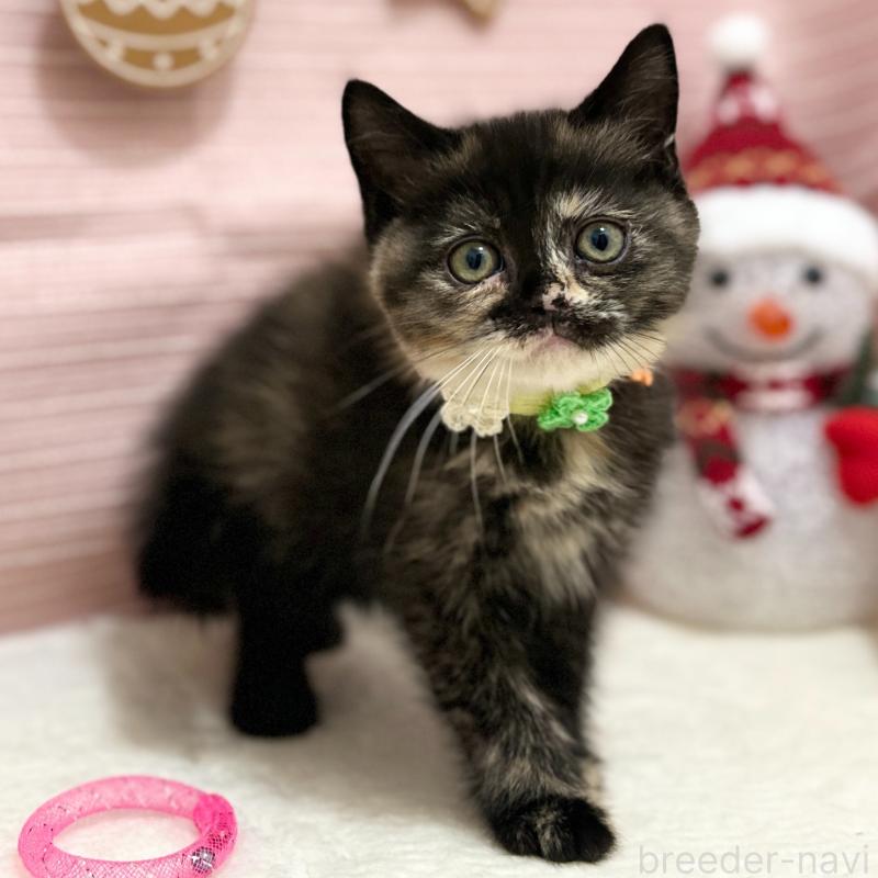 販売中の神奈川県のスコティッシュフォールド-131689の1枚目