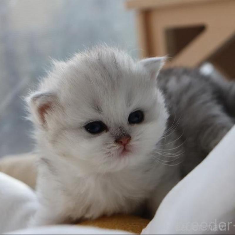 販売中の福岡県のペルシャ(チンチラ)-131691の10枚目