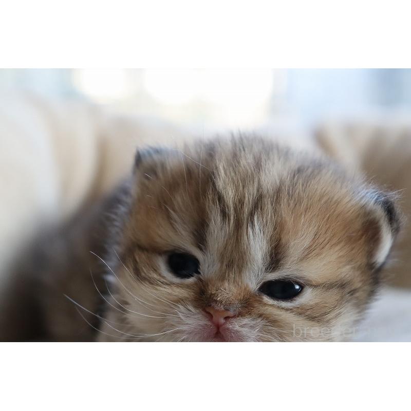 販売中の福岡県のペルシャ(チンチラ)-131692の7枚目