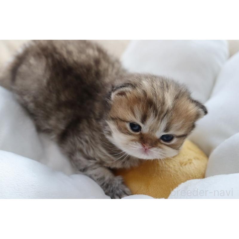 販売中の福岡県のペルシャ(チンチラ)-131692の6枚目