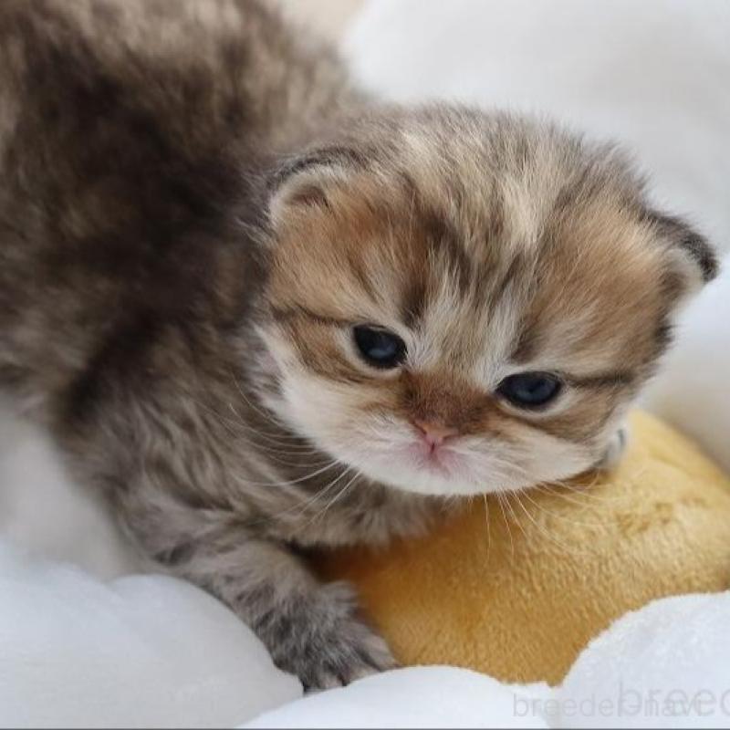 販売中の福岡県のペルシャ(チンチラ)-131692