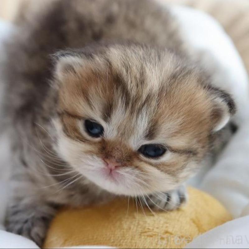 販売中の福岡県のペルシャ(チンチラ)-131692の5枚目