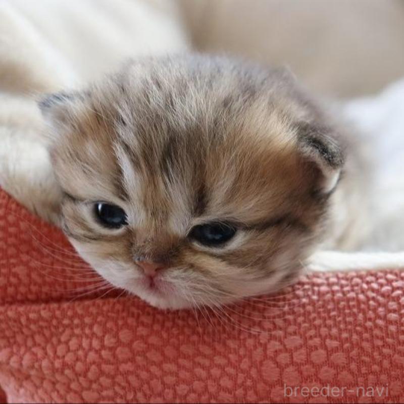 販売中の福岡県のペルシャ(チンチラ)-131692の4枚目