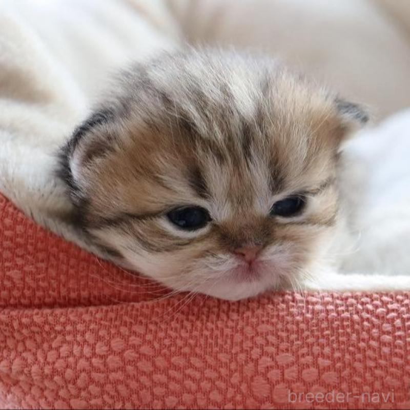 販売中の福岡県のペルシャ(チンチラ)-131692の3枚目